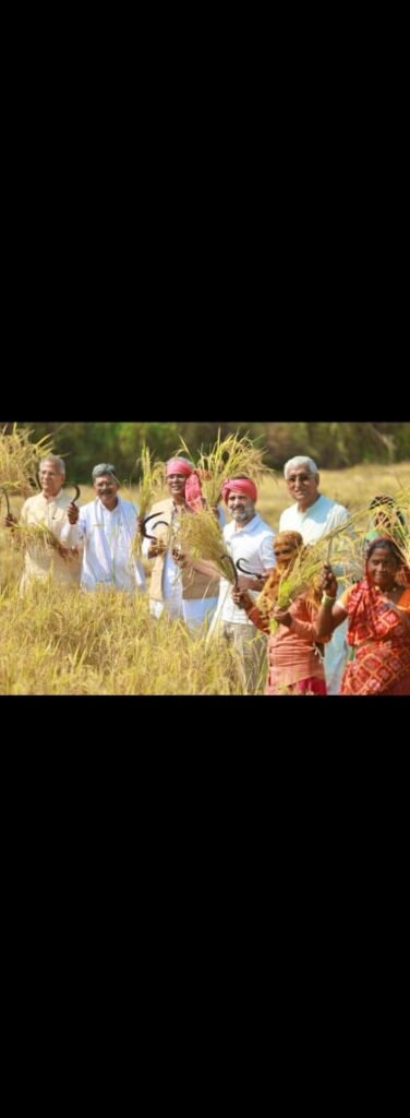 जब खेत में किसानों के बीच पहुंचे राहुल गांधी : हाथ में हसिया, सिर पर गमछा बांध पहुंचे कठिया गांव, की धान की कटाई, CM भूपेश, सिंहदेव समेत ये नेता भी रहे मौजूद