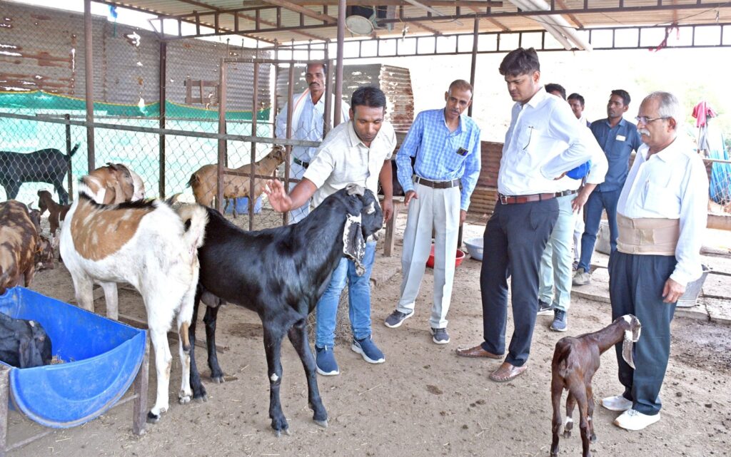 शासन की योजना से पशुपालकों के समृद्धि की राह हुआसानबकरीपालन कर कुलदीप बनालखपति