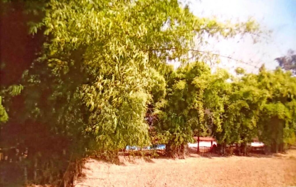 संवरेंगे बिगड़े बांस के वन