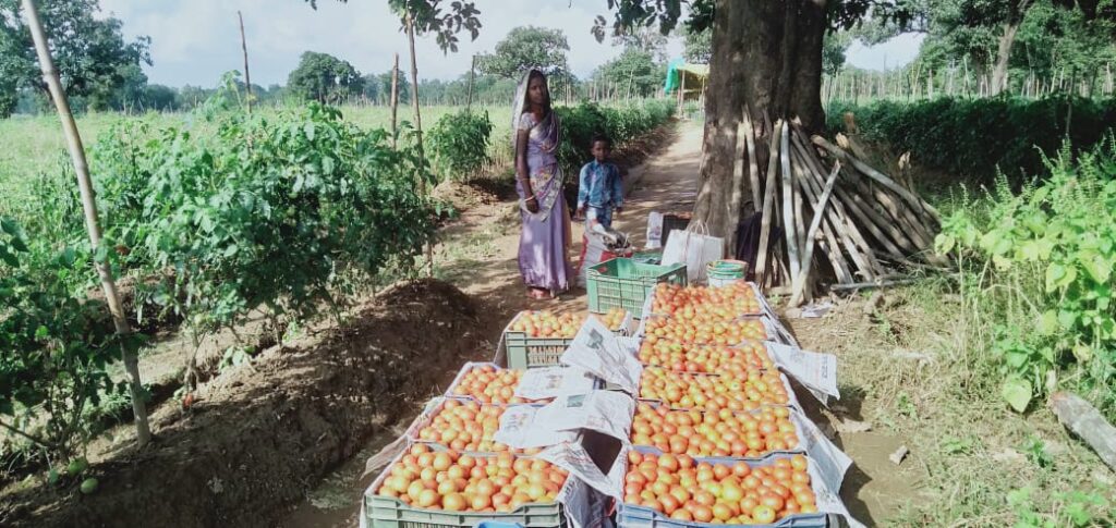 बाड़ी विकास योजना बदल रही तकदीर, छोटे प्रयासों से मिल रही बड़े लाभ की राह