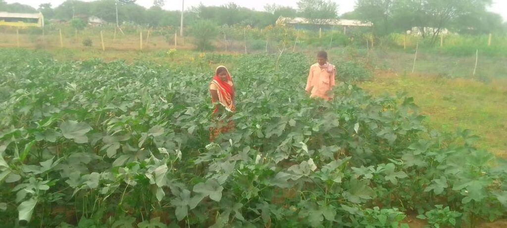 बिलासपुर : बाड़ी विकास योजना से समूह की दीदियां हो रही आत्मनिर्भर