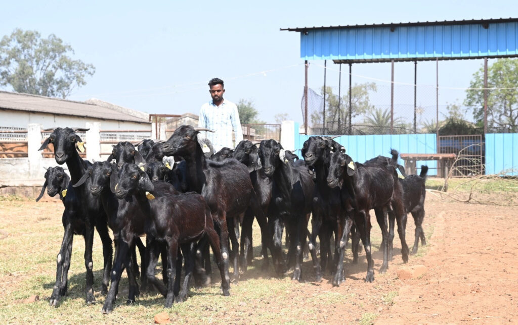 गौठानों में भी बकरी प्रजनन केंद्र,  दुर्ग के कुर्मीगुंडरा गौठान में किया गया नवाचार