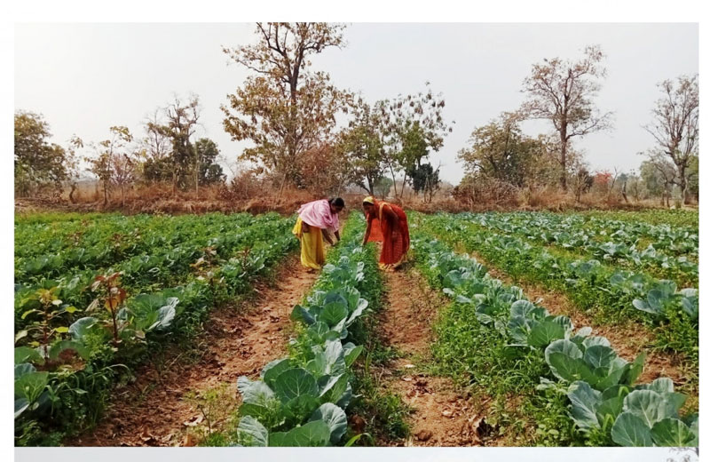 उत्तर बस्तर कांकेर : सोलर पंप की सुविधा से खिल उठे किसानों के चेहरे