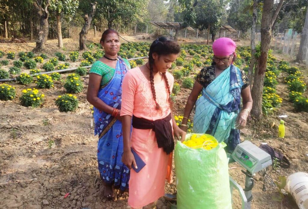 उत्तर बस्तर कांकेर : मेरीगोल्ड की खेती से महक रही तुड़गे का गौठान