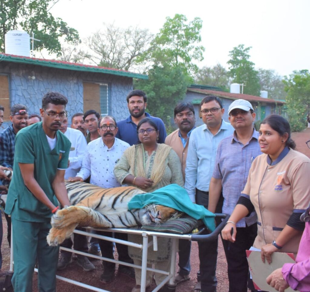 छत्तीसगढ़ में पहली बार बाघ का रेडियो कॉलर