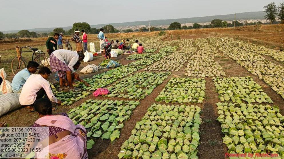 छत्तीसगढ़ में अब तक तीन चौथाई तेंदूपत्ता का संग्रहण पूर्ण