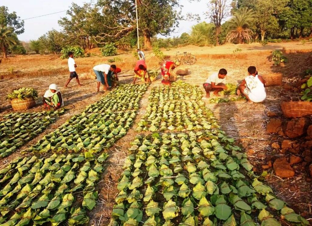 छत्तीसगढ़ में अब तक एक चौथाई के करीब तेंदूपत्ता का हो चुका संग्रहण