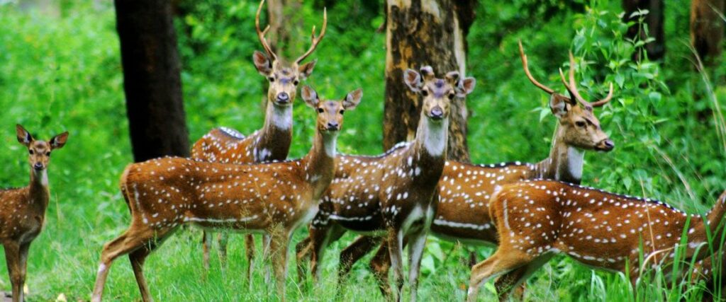 बारनवापारा में सैलानियों के लिए नया आकर्षण म्यूजियम, लायब्रेरी और लग्जरी फैमली कॉटेज