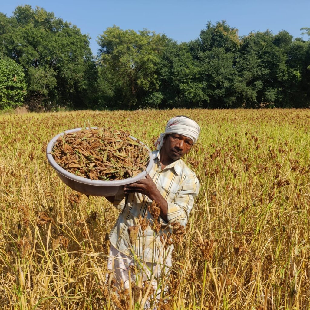 रागी की खेती से सगनूराम सहित अन्य किसानों के जीवन में आ रहा बदलाव, आर्थिक समृद्धि की ओर हो रहे अग्रसर