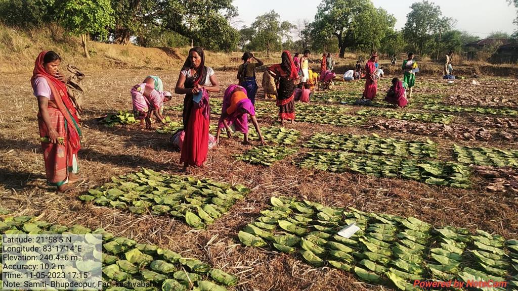 तेंदूपत्ता संग्राहकों को मिलेगा 424 करोड़ से अधिक का प्रोत्साहन पारिश्रमिक