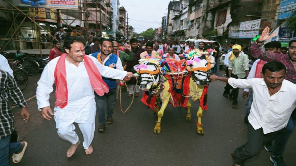 पोरा तिहार पर हुई बैल दौड़, विधायक विकास उपाध्याय भी बैल लेकर दौड़े