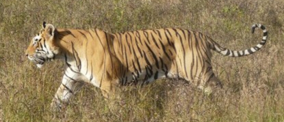 मध्यप्रदेश वन विभाग छत्तीसगढ़ को आठ बाघ देने तैयार, आमद इतनी कि प्रस्ताव पर विचार नहीं