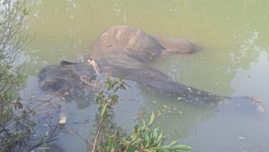 कोरबा वनमण्डल के कुदमुरा रेंज अंतर्गतएक दंतैल हाथी के मौत से हड़कंप मच गया है,