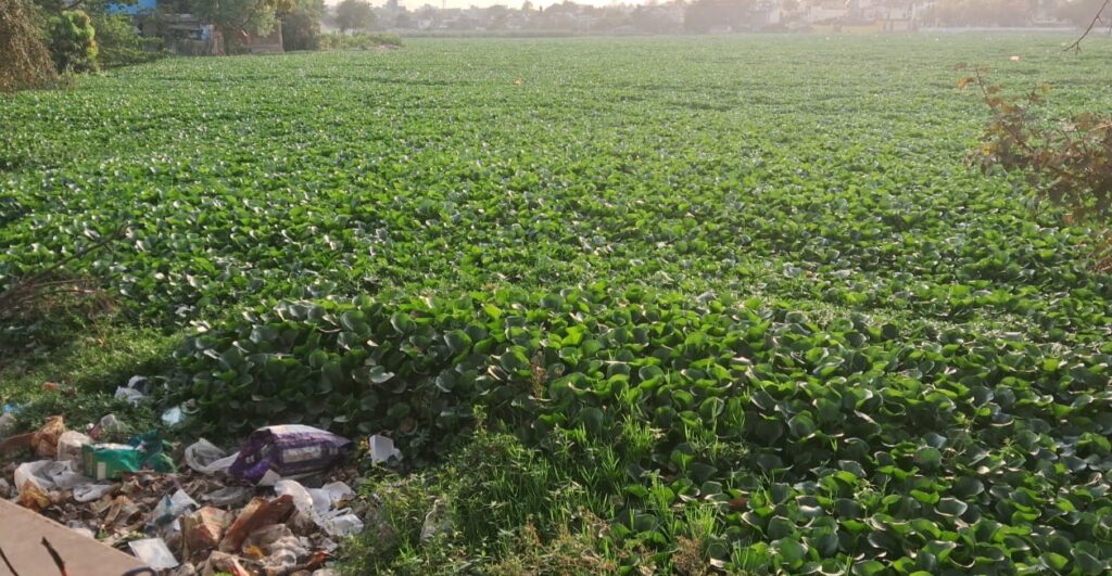 राजधानी के तालाबों में जलकुंभियों का कहर