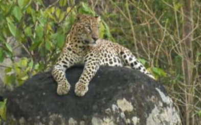 डोंगरगढ़ में देखा गया तेंदुआ