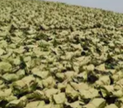 तेंदूपत्ता बोनस घोटाले मामले में eow एसीबी की बड़ी लापरवाही आई सामने