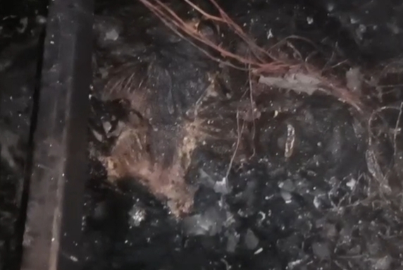 कंटेनर में भीषण आग,जिन्दा जलने से दो लोगों की मौत!