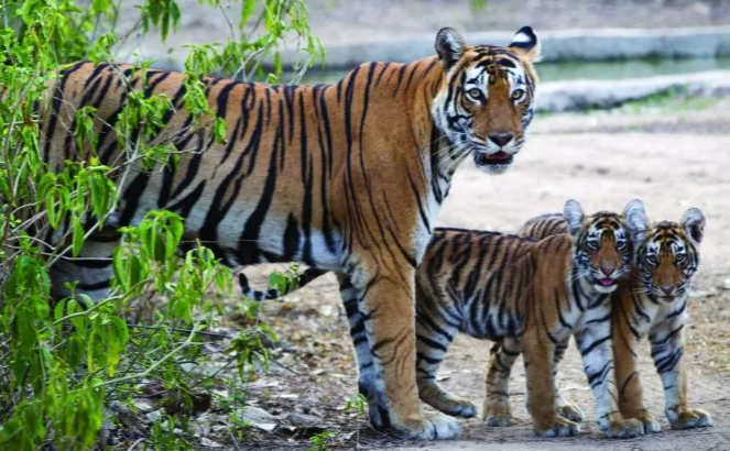 छत्तीसगढ़ में बढ़ेगी बाघों की दहाड़,