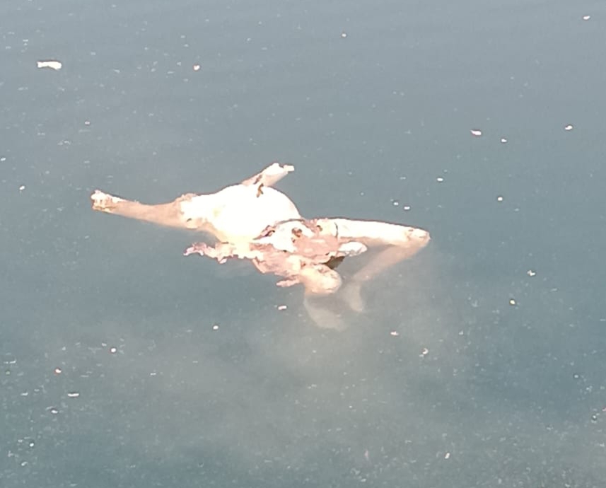 ब्लू वाटर में मिली सिर कटी लाश