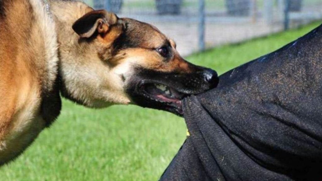 पूर्व महापौर के बेटे को कुत्ते ने कांटा