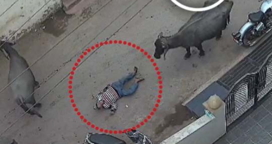 भैंस ने बुजुर्ग को उठाकर पटका,