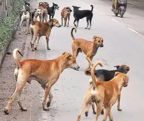 कुत्तों का आतंक: 12 महीनों में सरकारी अस्पतालों में खपे पौने दो लाख एंटी रेबीज डोज