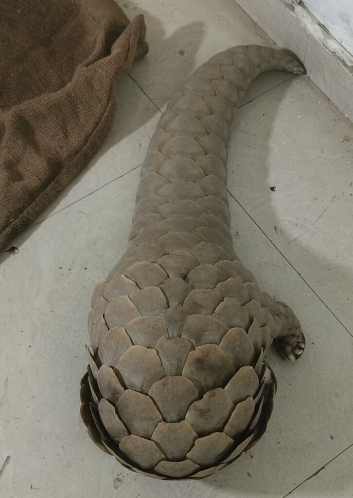 रायपुर में 50 करोड़ की डील पर पैंगोलिन तस्करी का भंडाफोड़, दो तस्कर गिरफ्तार